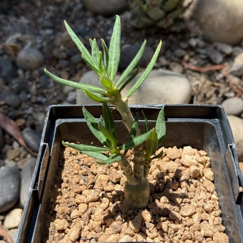 Pachypodium succulentum - , x
