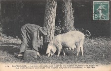 Old postcard 24 in Perigord / The Sow Discovers a Truffle