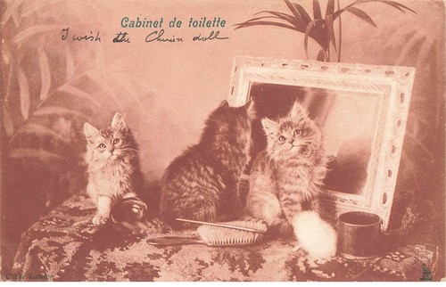 Cat 32377 three kittens - cat,