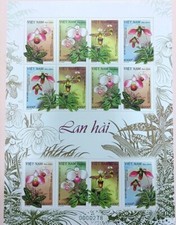 Paphiopedilum orchids