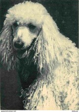 Postcard - Animals - Dogs -