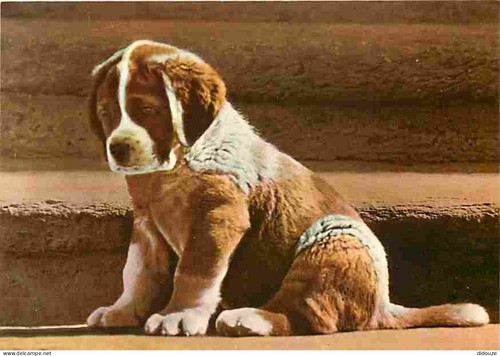 Carte postale animaux - carte,