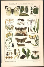 1920 Lithographie originale