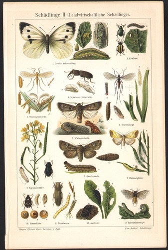 1920 lithographie originale - 1920,