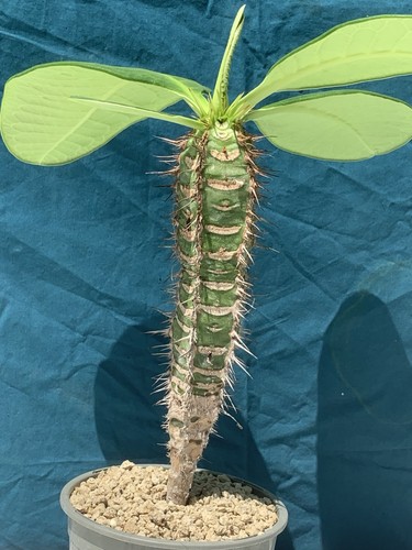 Euphorbia neohumbertii pot13cm - euphorbia,