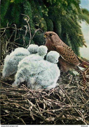 Carte postale animaux - carte,