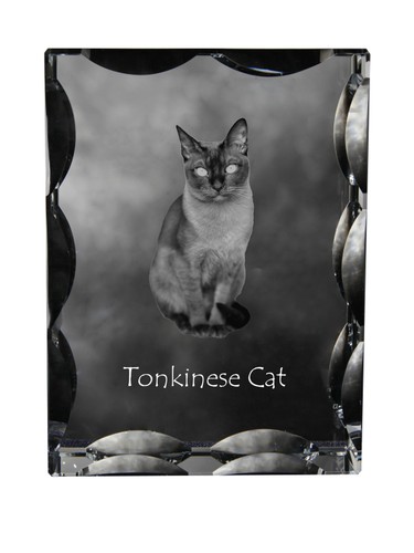 Chat tonkinois cristal avec - chat,