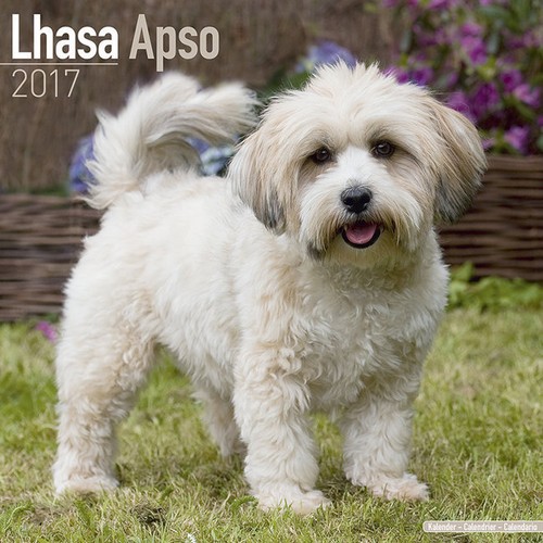 Calendrier 2017 lhassa apso - calendrier,