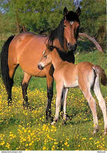 Carte postale animaux - carte,