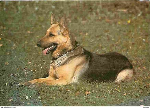 Postcard animals dogs - -,