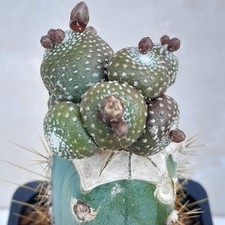 Blossfeldia Subterranea Cactus Vivante Greffee