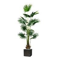 Palmier fan artificiel pot - en,
