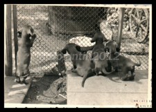 Photo, exposition canine