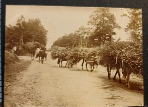 D37 vers tours - d37, chevaux