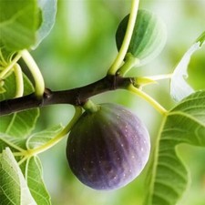 FICUS carica "Ronde de