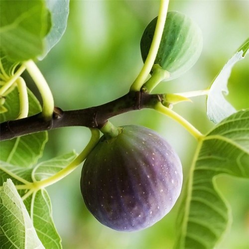 Ficus carica ronde de - ficus,