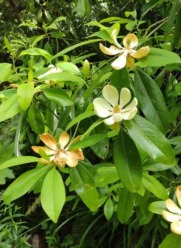 Magnolia virginiana 20 - magnolia, (