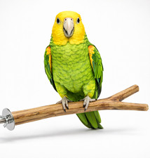 Perchoir bois naturel 30,5 cm