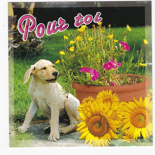 Chien chiot carte postale - chiot,