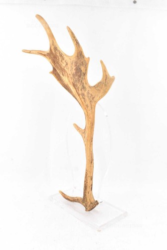 Corne cerf trophée - corne,