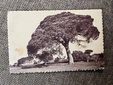 CPA COTE D AZUR ÉTUDE DE PINS PARASOL