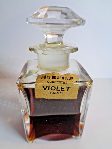 Pois senteur violet - pois,