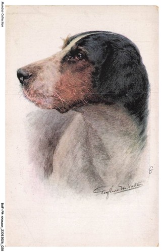 Bafp9 0810 animaux - bafp9-0810-animaux, chiens