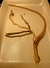 4 racines araignée 15/25cm  mangrove spider root souche bois decor aquarium 1120