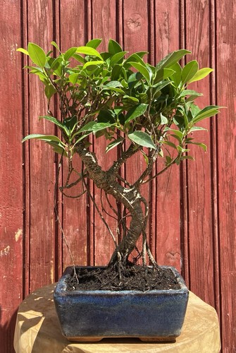 Bonsaï ficus retusa - bonsaÏ,