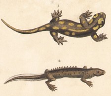 1850 Gravure batraciens