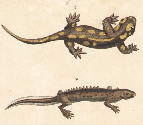 1850 gravure batraciens - 1850,