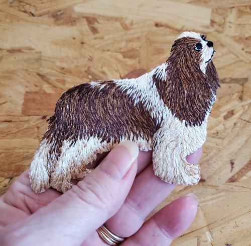 Cavalier king charles - cavalier, dog