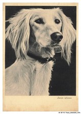 BY-BFP2-1074-CHIEN - LEVRIER