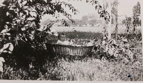 Bébé dans couffin - bébé,