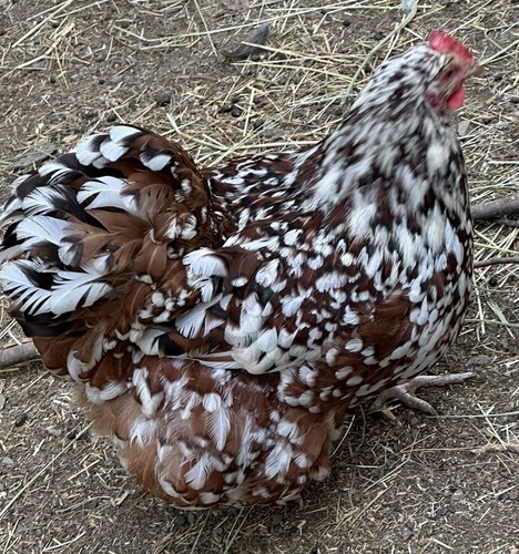 Rare breed chicken - rare, fertile