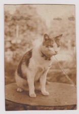 old photo ?️ hairy cat garden table Nancy circa 1922