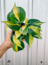 Philodendron Brazil Rare LIVE Plant In 4” Pot
