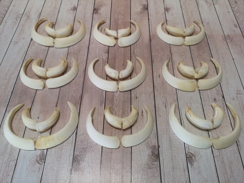 Top armes sanglier - top,