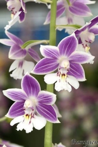 Calanthe koozu purple orchid - koozu,