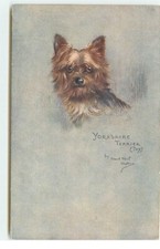 Yorkshire Terrier (Toy) - Maud West Watson - Toilet - 7129