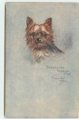 Yorkshire terrier maud - terrier, (toy)