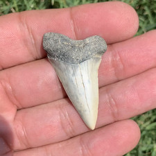 Carcharodon hastalis Extinct