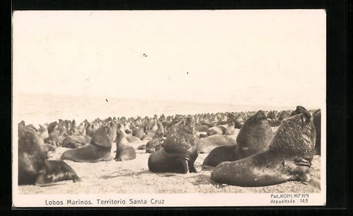 Santa cruz lobos - santa, cruz,