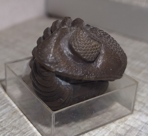 Trilobite enroulé eldredgeops - trilobite,