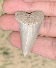 Carcharodon hastalis Extinct