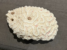 CORAIL BLANC CERVEAU