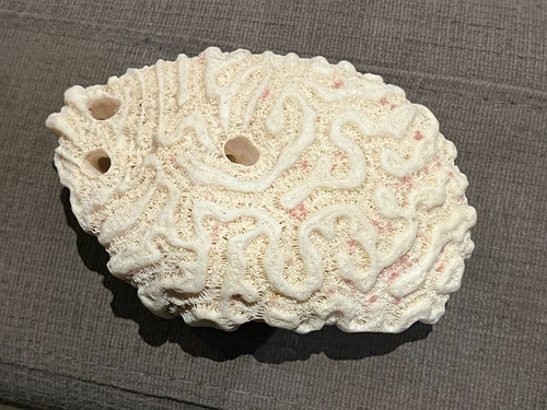 Corail blanc cerveau - corail,