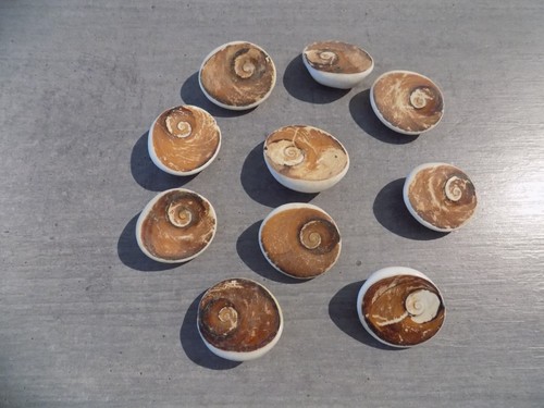Coquillage new opercules - coquillage,