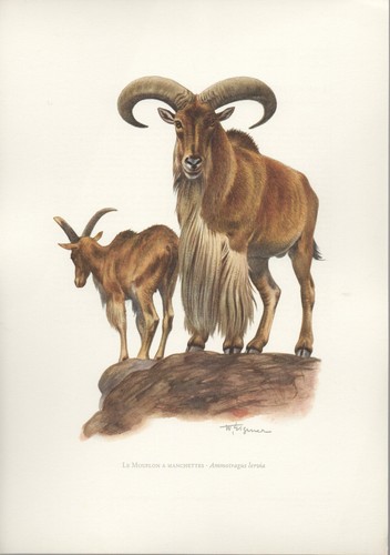 Mouflon manchettes - mouflon,