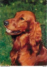 Animals - Dogs - Irish Setter - See Stamp - CPM - See Duplex Scans